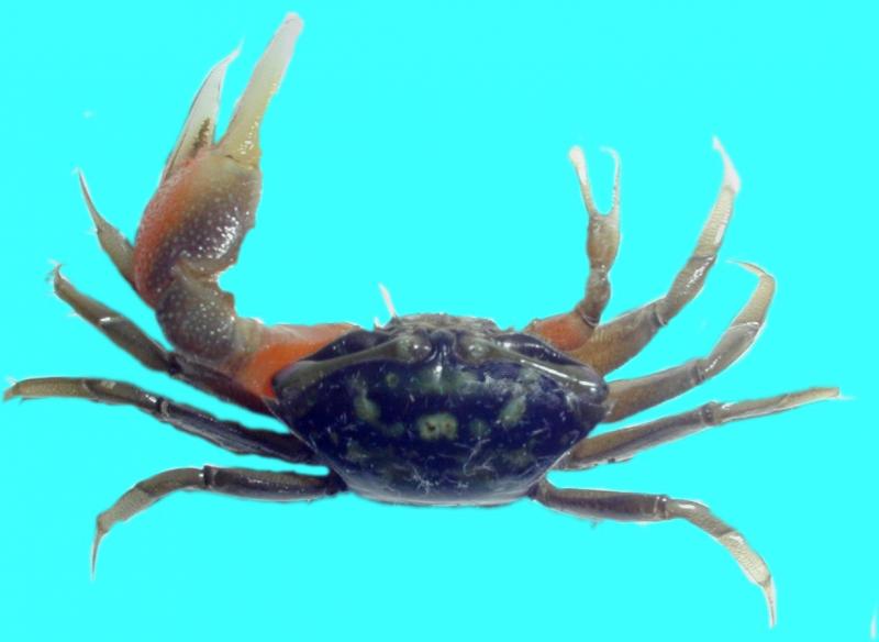 Ocypodidae Marine Flora and Fauna of Ranong, Thailand